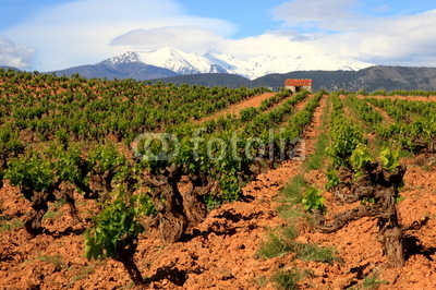 Languedoc Roussillon, Weinstöcke, Pyrenäen, Frankreich