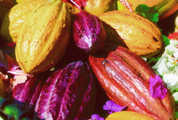 Kakao Früchte © Copyright by PANORAMO BlogKhh1754a