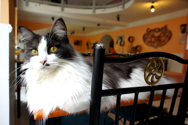Cat Cafe Budapest © Copyright by PANORAMO Bild lizensieren: briefe@panoramo.de