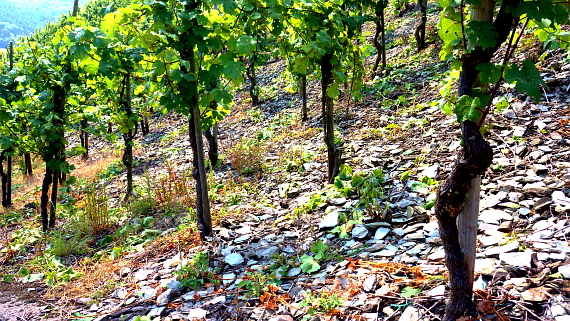 Weingut Kerpen in Wehlen an der Mosel © Copyright by PANORAMO.de